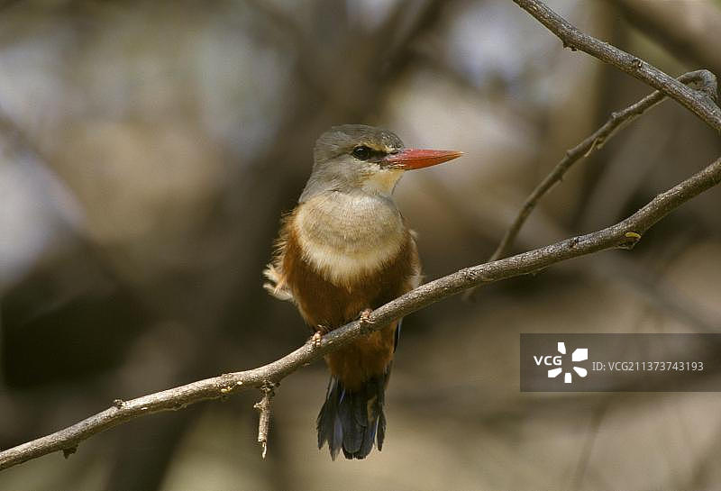灰头翠鸟图片素材