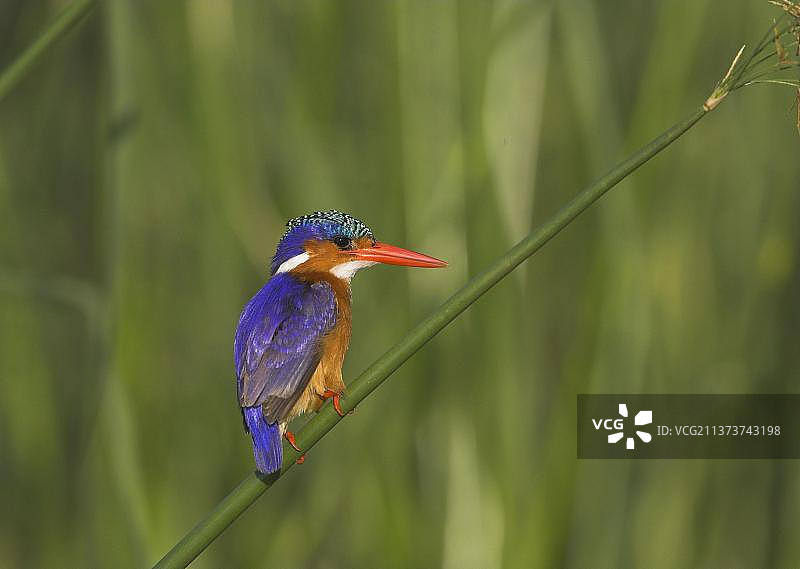 成年翠鸟栖息在肯尼亚巴林戈湖的芦苇上图片素材