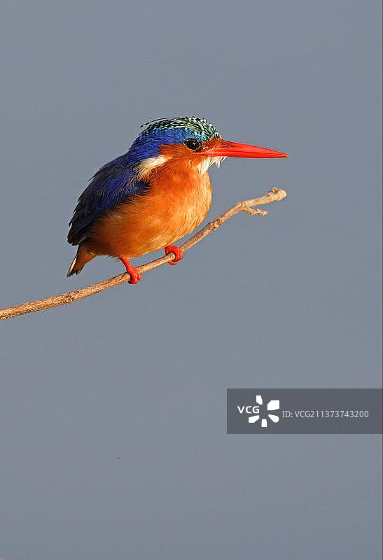 埃塞俄比亚阿瓦萨湖的辉翡翠图片素材