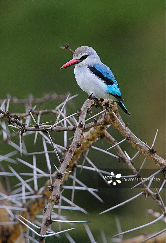 塞内加尔翠鸟：非洲肯尼亚奈瓦沙湖的林地翠鸟图片素材