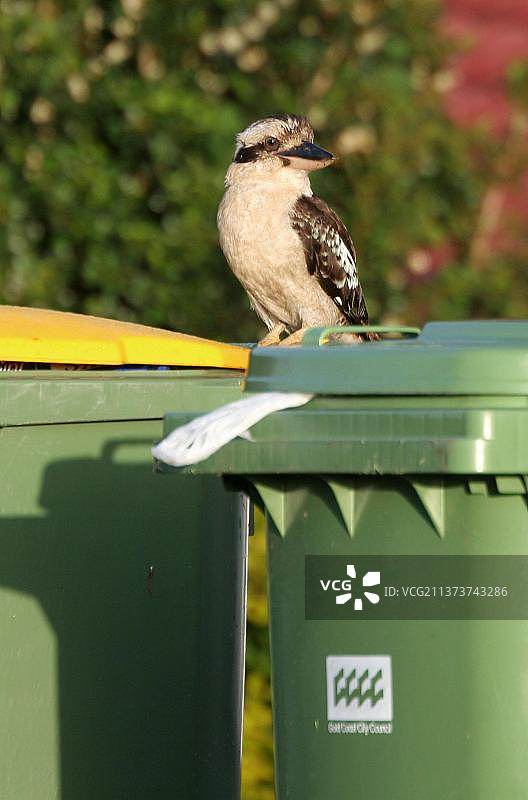 笑翠鸟站在澳大利亚昆士兰东南郊区垃圾桶上图片素材