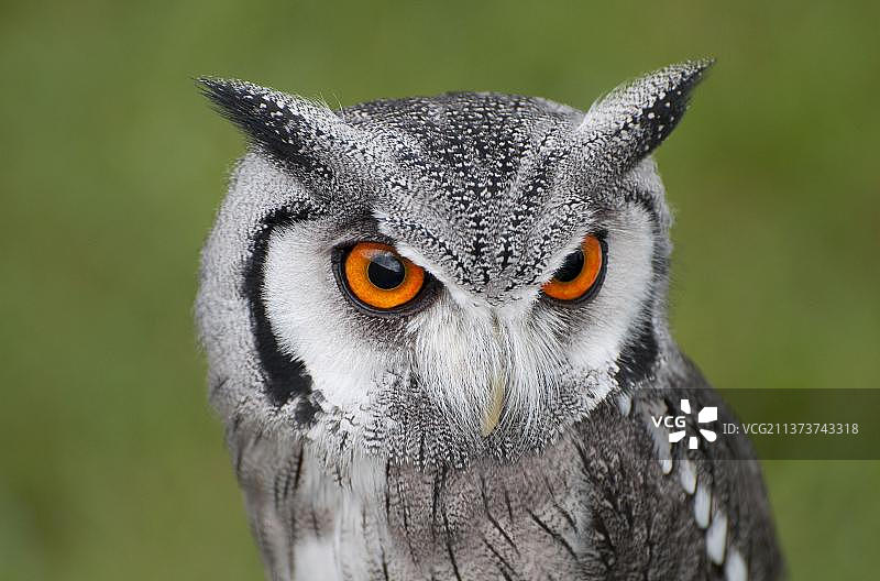 南部白脸猫头鹰图片素材