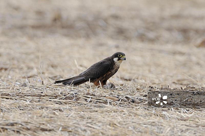 埃莉诺拉隼（Falco eleonorae）浅色型成鸟捕食欧亚角鸮（Otus scops），希腊莱姆诺斯岛，欧洲图片素材