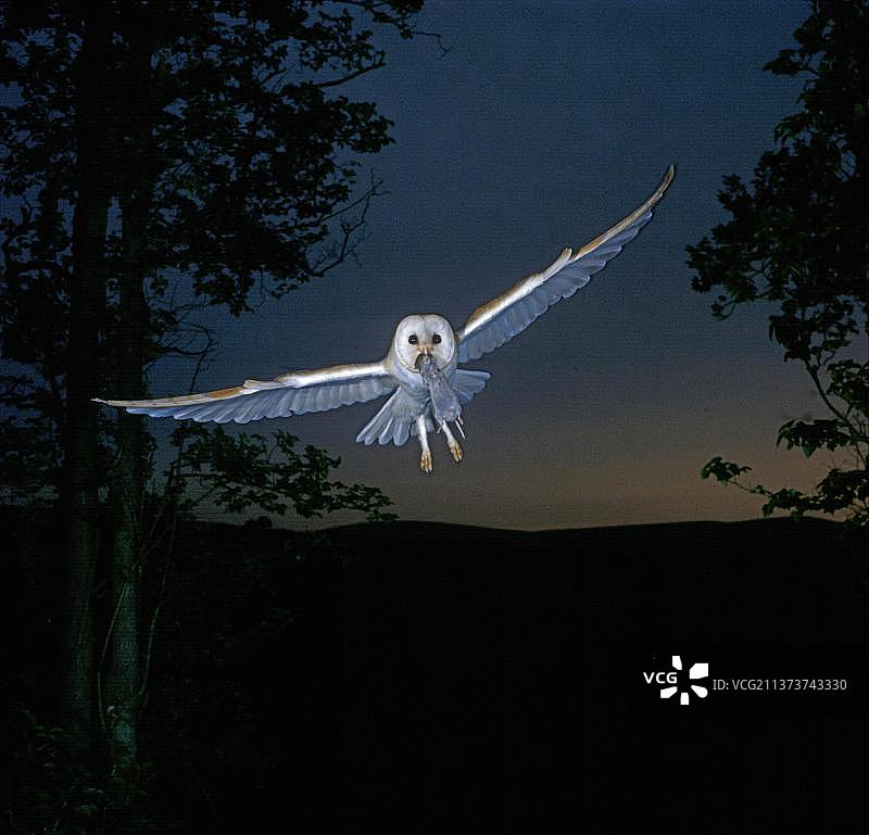 仓鸮，普通仓鸮（Tyto alba），猫头鹰，动物，鸟类，飞行中口衔田鼠的仓鸮图片素材