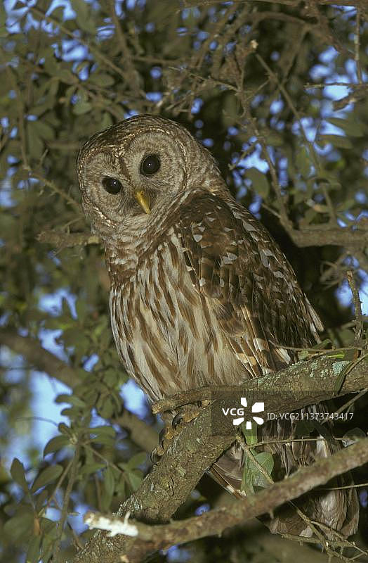 佛罗里达树上的横斑猫头鹰图片素材