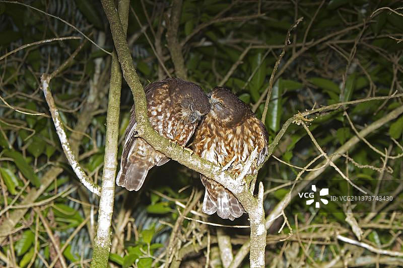 新西兰南方鹰鸮：成年对鸟在夜晚栖息于树枝上图片素材