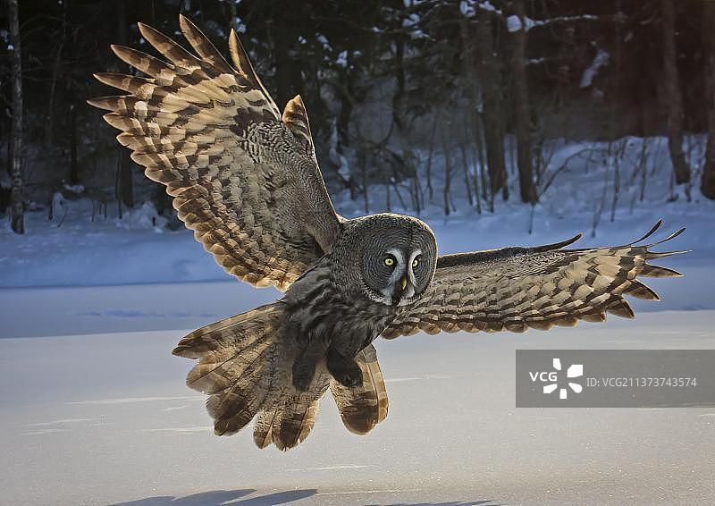 拉普兰雪地上空飞行捕猎的大灰猫头鹰图片素材