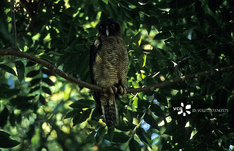 澳洲灌木猫头鹰图片素材