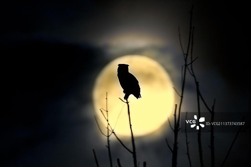 夜晚月光下的成年美洲雕鸮图片素材