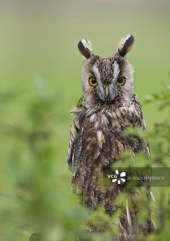 长耳鸮栖息在山楂树后（英国威尔士）图片素材
