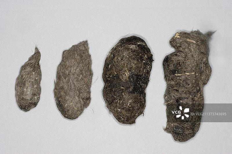 小猫头鹰，猫头鹰，动物，鸟类，小猫头鹰的食茧，长耳鸮，仓鸮和红鸢图片素材