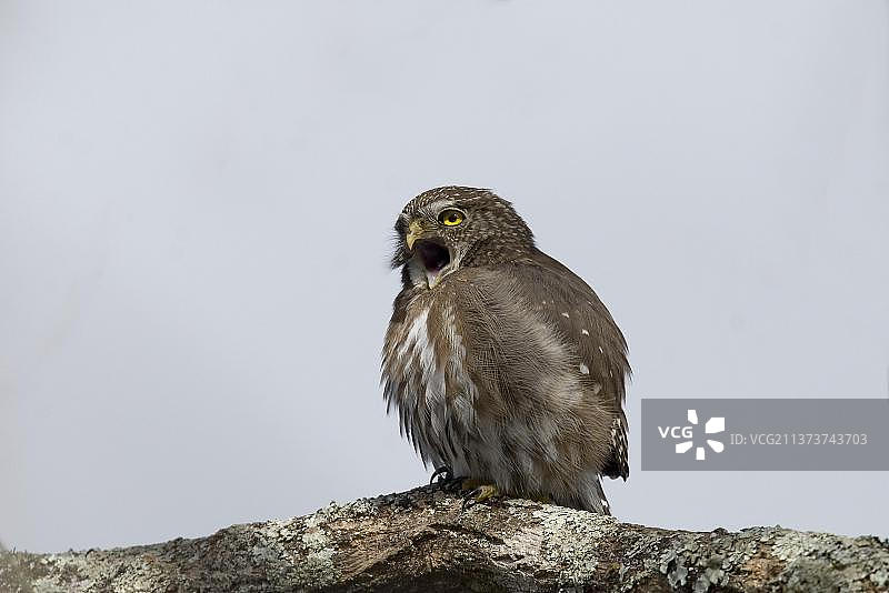 巴西侏儒鸮，巴西侏儒猫头鹰，锈色侏儒鸮（Glaucidium brasilianum），动物，鸟类，猫头鹰，栖息在张开喙上的锈色侏儒猫头鹰，巴西，南美洲图片素材