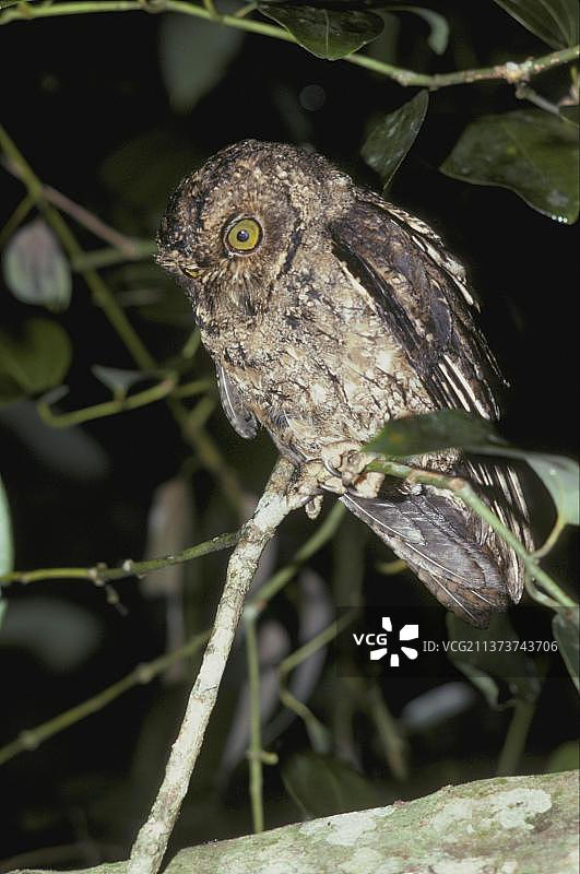 塞舌尔角鸮图片素材
