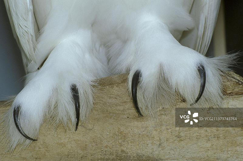 雪鸮的爪子图片素材