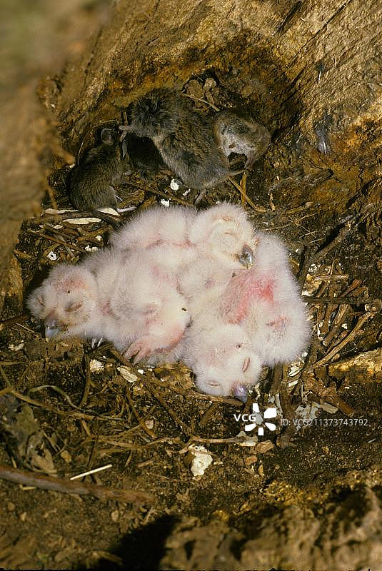 红褐色猫头鹰，巢中幼鸟和猎物图片素材