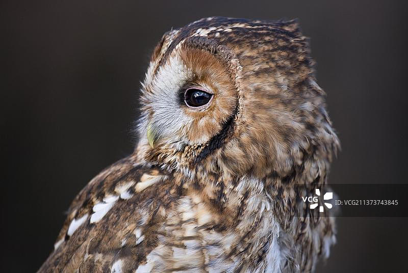 褐林鸮，猫头鹰，动物，鸟类，英国格洛斯特郡冬季图片素材