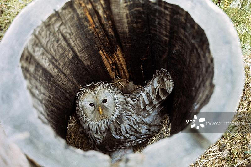 乌拉尔猫头鹰（学名：Strix uralensis），成鸟栖息在芬兰的巢箱中图片素材