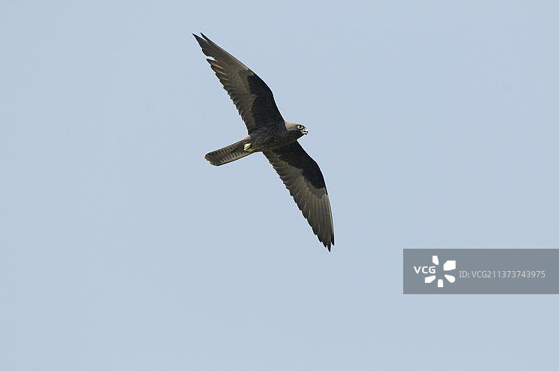 埃莉诺拉隼（Falco eleonorae）深色型成鸟飞行图，希腊莱姆诺斯图片素材