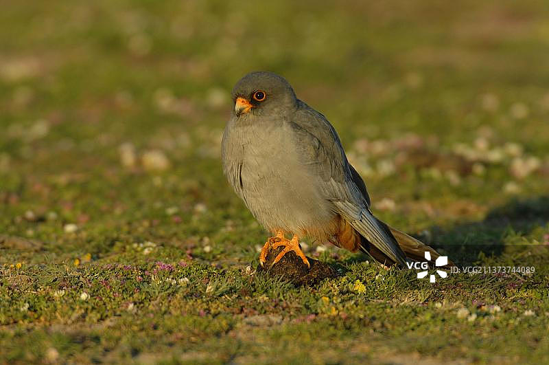 红脚隼成年雄鸟，栖息在地面，莱斯沃斯，希腊图片素材