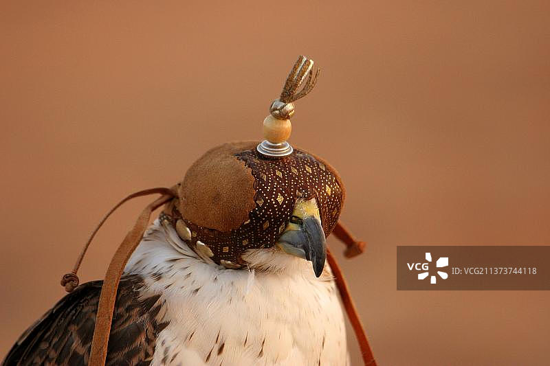 猎隼，戴头罩的成年猎隼头部特写，迪拜沙漠保护区图片素材