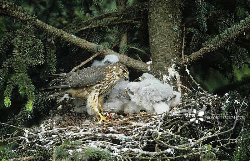 成年灰背隼在巢中喂养幼鸟图片素材