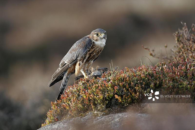 灰背隼幼鸟捕食猎物，荒地，英格兰皮克区，英国图片素材