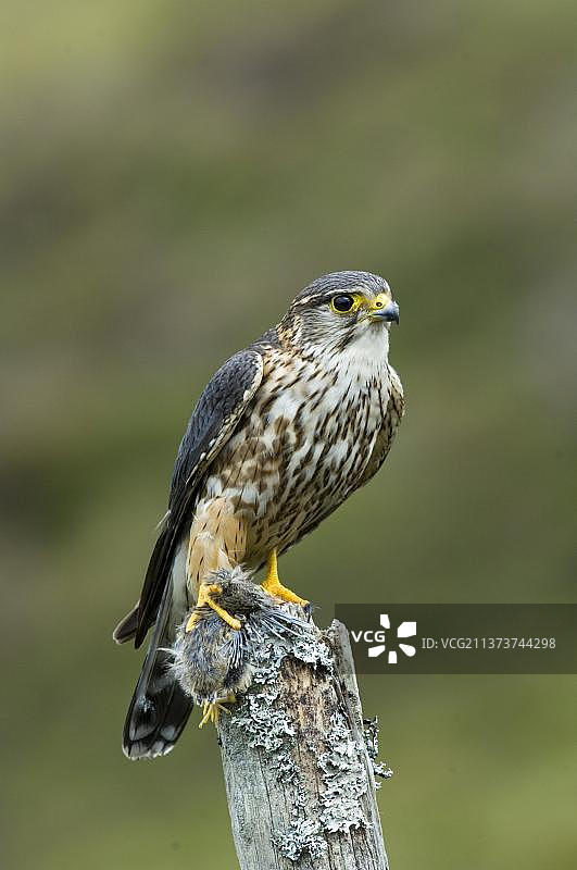 灰背隼：栖息在猎物上的成年雄性灰背隼，苏格兰，英国图片素材