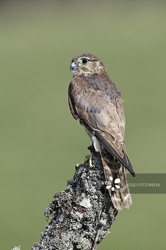 坐落在树桩上的成年雌性灰背隼，英格兰，四月（圈养）图片素材