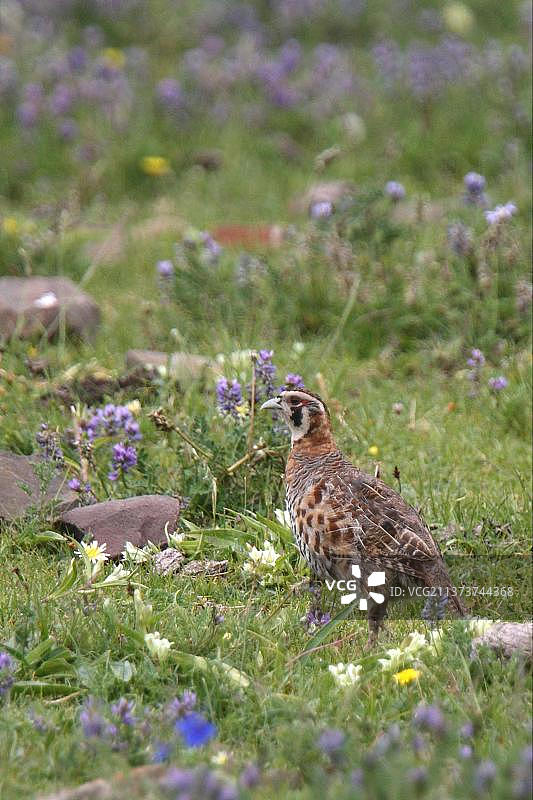 藏族聚居区石鸡，成年，站立在草地上，中国青海省玉树附近，亚洲图片素材