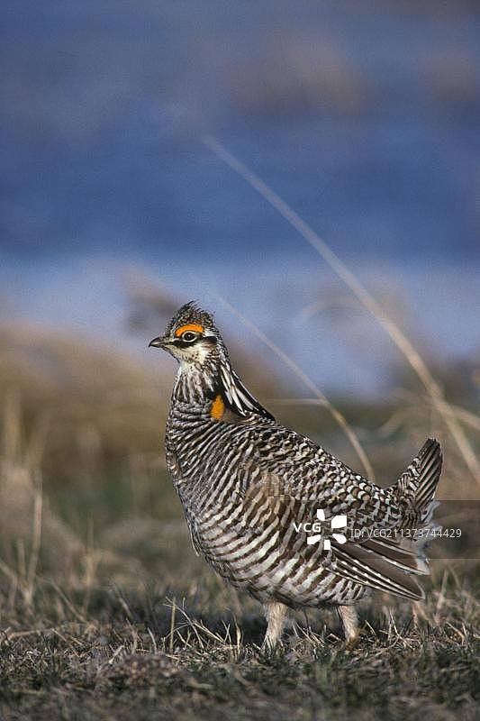 草原榛鸡，在草地上行走的雄性草原榛鸡图片素材