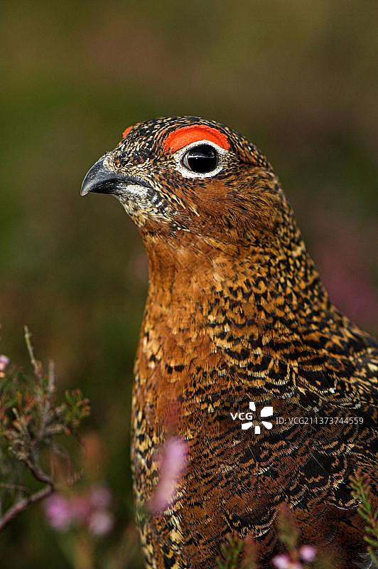 石南花丛中的红雷鸟图片素材