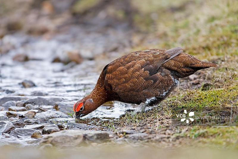 苏格兰松鸡图片素材