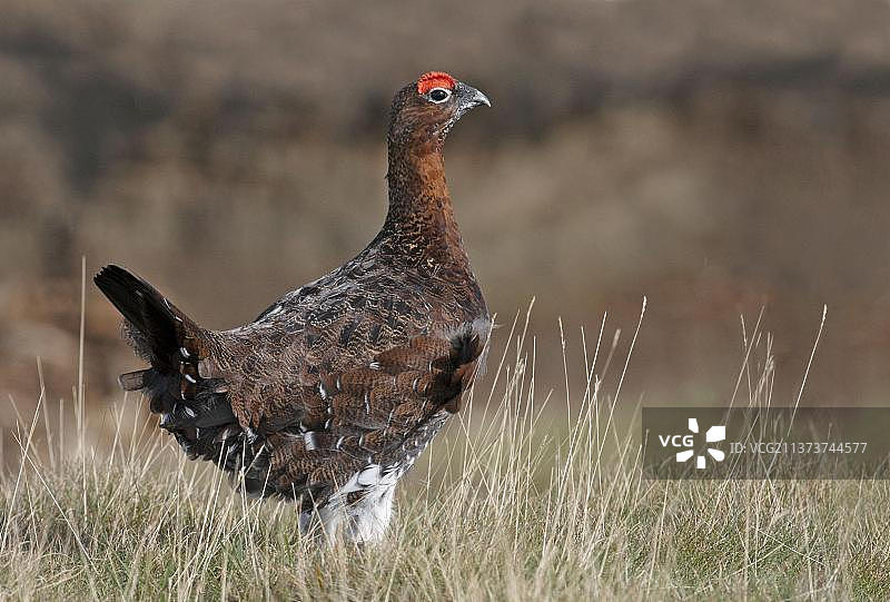 红松鸡（苏格兰松鸡亚种），成年雄性，站立于荒原草地中，英国北约克郡图片素材