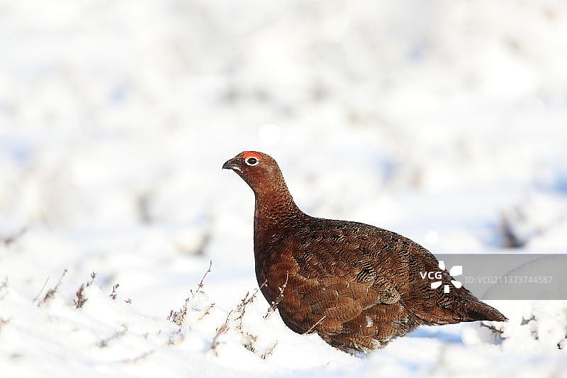 苏格兰松鸡，红松鸡（Lagopus lagopus scoticus），雷鸟，鸡，松鸡，动物，鸟类，成年雄性红松鸡站在雪地里图片素材