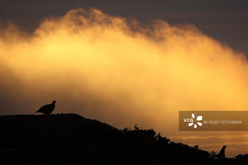 红毛雷鸟，松鸡，家禽，鸟类，剪影图片素材