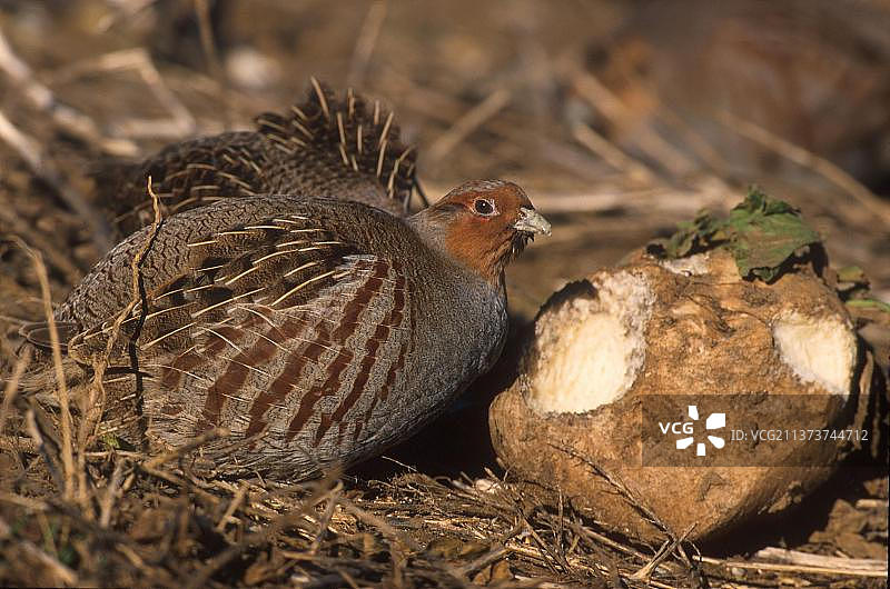 鹧鸪，灰鹧鸪（Perdix perdix），鸡类，动物，鸟类，在糖用甜菜上觅食的灰鹧鸪图片素材