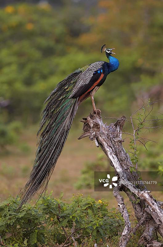 印度蓝孔雀（Pavo cristatus）成年雄性在斯里兰卡雅拉国家公园的树桩上鸣叫图片素材