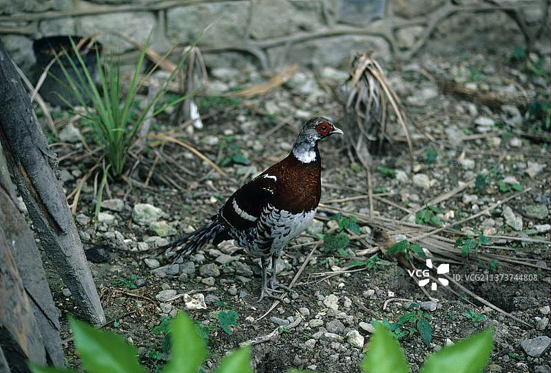 白颈长尾雉图片素材