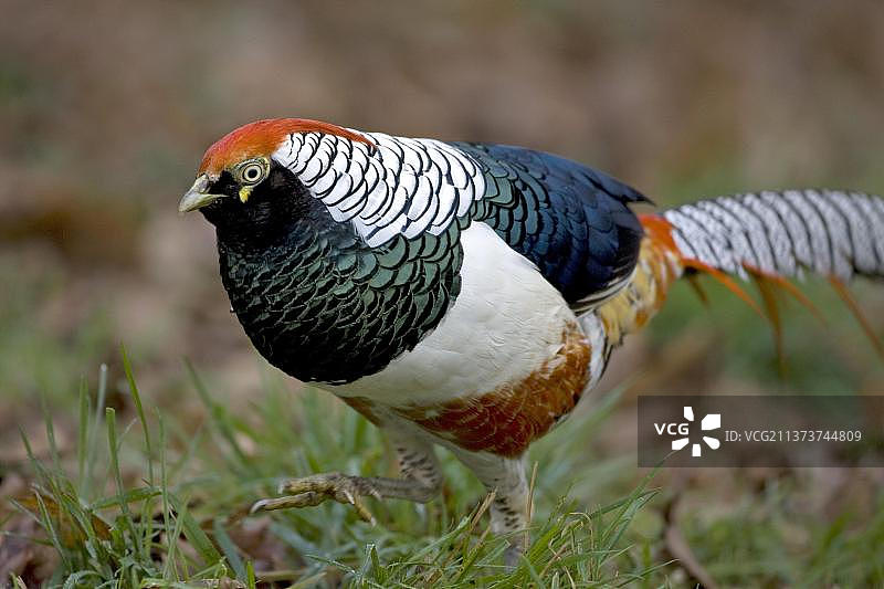 红腹锦鸡成年雄鸟，诺福克，英格兰，英国，欧洲图片素材
