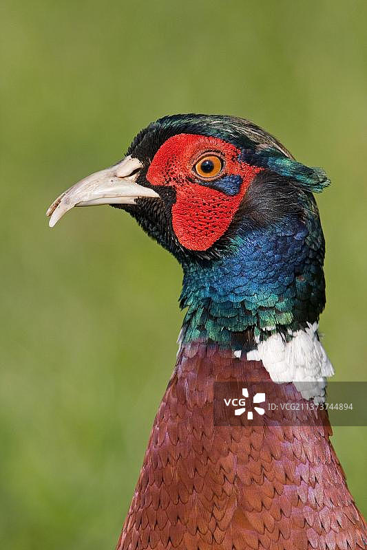 普通雉鸡（环颈雉）成年雄性头部特写，英国萨福克郡图片素材