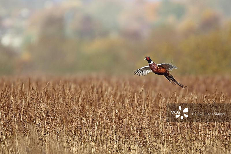 野鸡（雉鸡），成年雄性，飞过芦苇，英国诺福克郡图片素材