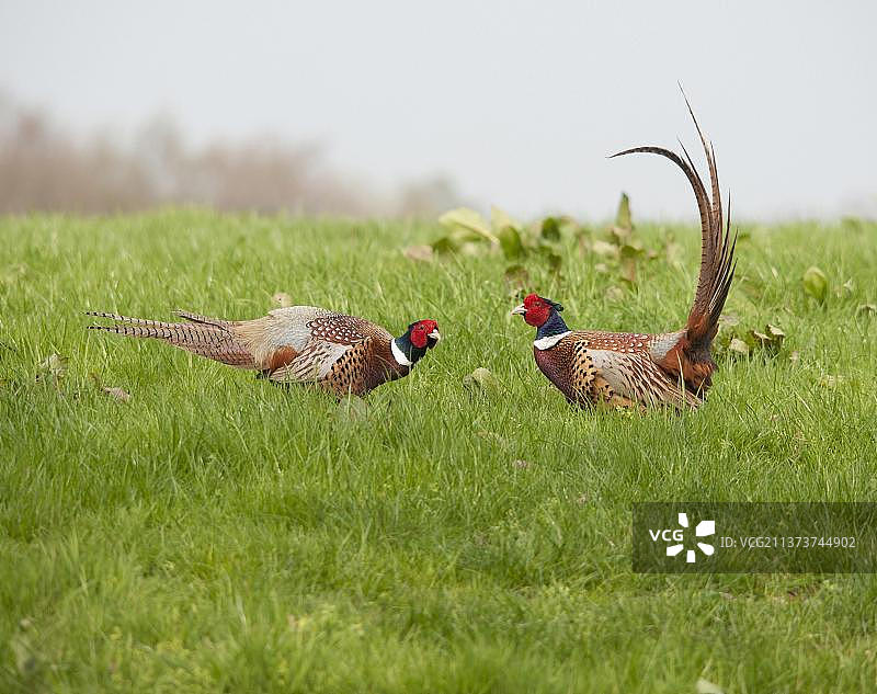 英国兰开夏郡两只成年雄性普通雉鸡打斗图片素材