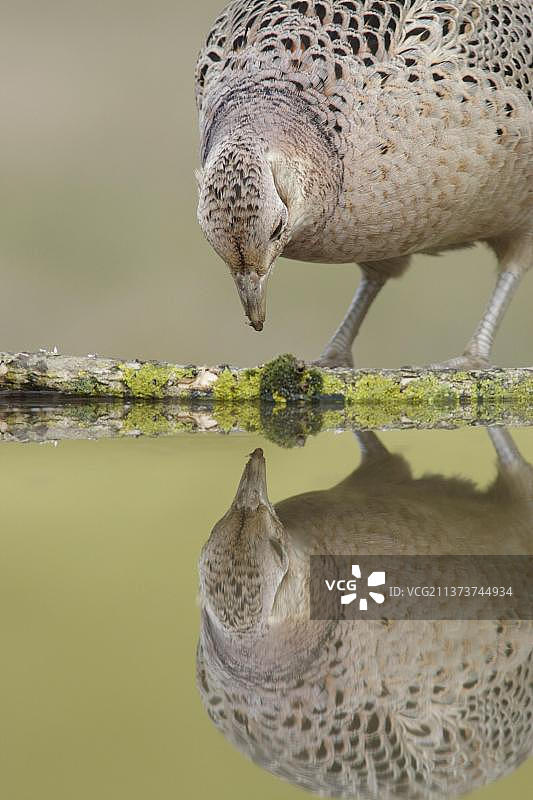 成年雌性野鸡站在水池边，有倒影，西约克郡，英格兰，英国，欧洲图片素材