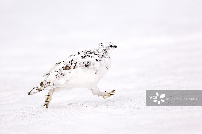 雪地岩石中的白色冬羽雌性雷鸟，凯恩戈姆山国家公园，苏格兰高地，英国，欧洲图片素材