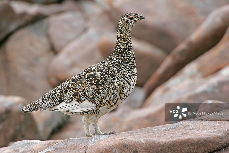 雪地岩石中的白色冬羽雌性雷鸟，凯恩戈姆山国家公园，苏格兰高地，英国，欧洲图片素材