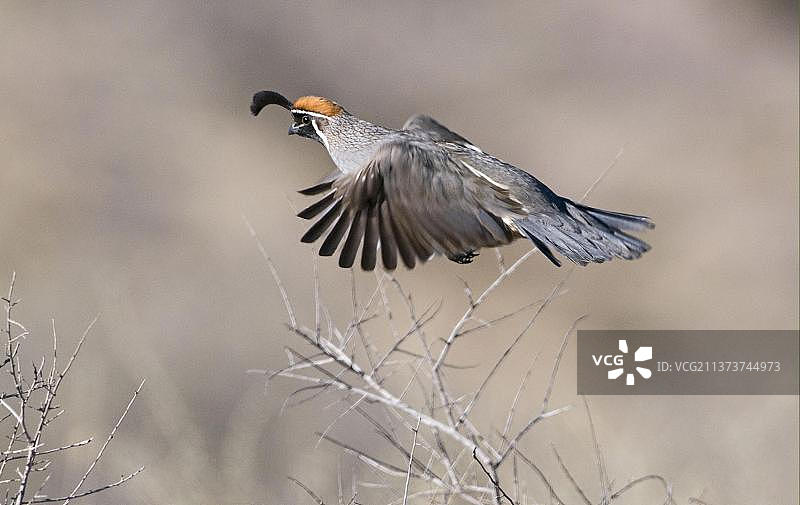 奔跑中的成年雄性冈贝尔鹌鹑图片素材