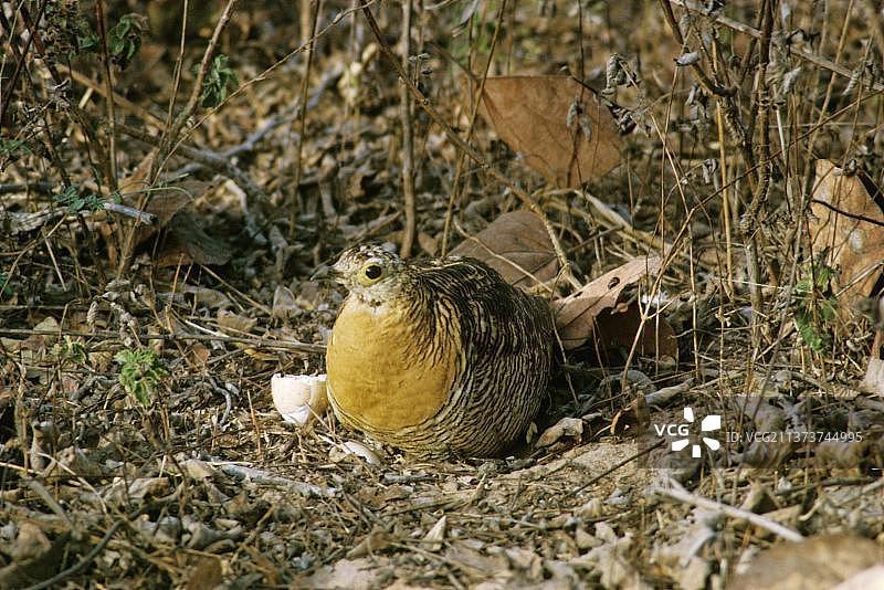 四 banded 沙鸡在地面鸟巢旁，有空壳图片素材