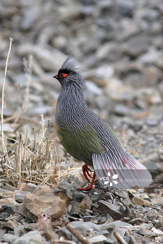 血雉成年雄性，警觉，近中国四川省马尔康图片素材