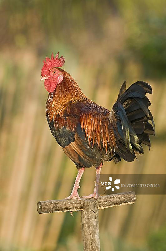 菲律宾巴拉望岛纳拉的家养家禽斗鸡图片素材