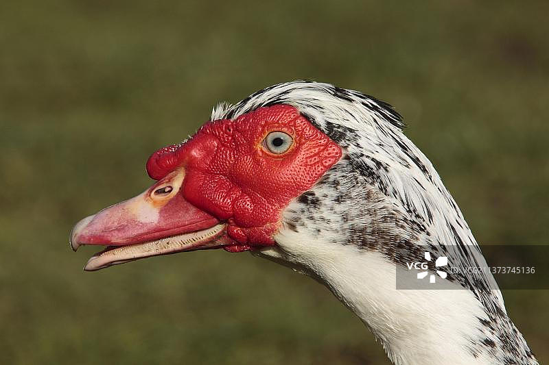 疣鼻栖鸭（番鸭）：成年雄性的头部特写图片素材